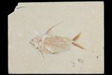 Cretaceous Fish (Nematonotus) Fossil - Lebanon #112659-1